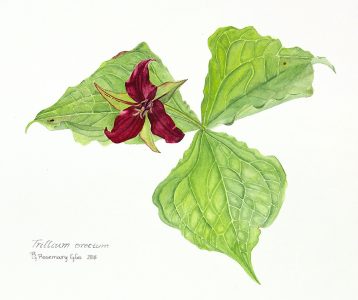 Rosemary Glos • <em>Trillium erectum</em> • Watercolor • 11“×8“ • $200.00