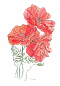 Marie Sanderson • <em>Poppies</em> • Pen and watercolor • 10“×14“ • $275.00