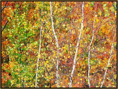 David Watkins Jr • <em>Aspens in Transition, 10/2008, Acadia</em> • Archival pigment on canvas • 40“×30“ • $525.00<a class="purchase" href="https://state-of-the-art-gallery.square.site/product/david-watkins-jr-aspens-in-transition-10-2008-acadia/320" target="_blank">Buy</a>