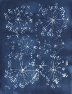 Laurie Snyder  • <em>Dill Corona 2020</em> • Cyanotype • 24“×29“ • $700.00<a class="purchase" href="https://state-of-the-art-gallery.square.site/product/laurie-snyder-dill-corona-2020/364" target="_blank">Buy</a>