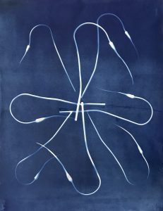 Laurie Snyder  • <em>Garlic Scapes, 2020</em> • Cyanotype • 24“×29“ • $700.00<a class="purchase" href="https://state-of-the-art-gallery.square.site/product/laurie-snyder-ipomea-cardinalis-2020/362" target="_blank">Buy</a>