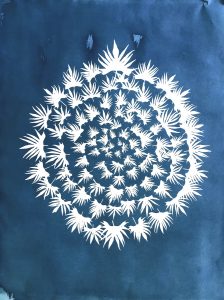 Laurie Snyder  • <em>Ipomea Cardinalis, 2020</em> • Cyanotype • 24“×29“ • $700.00<a class="purchase" href="https://state-of-the-art-gallery.square.site/product/laurie-snyder-ipomea-cardinalis-2020/362" target="_blank">Buy</a>