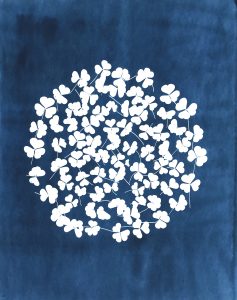 Laurie Snyder  • <em>Oxalis 2019</em> • Cyanotype • 24“×29“ • $700.00<a class="purchase" href="https://state-of-the-art-gallery.square.site/product/laurie-snyder-oxalis-2019/361" target="_blank">Buy</a>