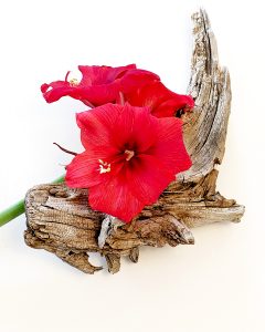 Nancy Ridenour • <em>Amaryllis on Driftwood</em> • Digital image • $150.00<a class="purchase" href="https://state-of-the-art-gallery.square.site/product/nancy-ridenour-amaryllis-on-driftwood/423" target="_blank">Buy</a>