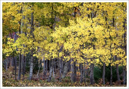 David Watkins Jr • <em>A Yellow Wood</em> • Archival pigment print • 13“×9“ • $185.00<a class="purchase" href="https://state-of-the-art-gallery.square.site/product/david-watkins-jr-a-yellow-wood/429" target="_blank">Buy</a>
