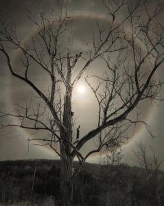 Coleen Foley • <em>Moon Halo and Her Tree</em> • Metal print (aluminum) • 11“×15“ • $75.00<a class="purchase" href="mailto:coleenfoley2010@gmail.com?subject=Inquiry about Coleen Foley.03.Moon Halo and her Tree" target="_blank">Contact</a>