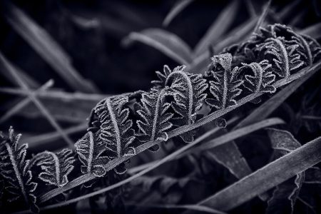 Mark Picone • <em>Frost on fern leaf</em> • Archival print • 14“×19“ • $125.00<a class="purchase" href="mailto:marxpt1@gmail.com?subject=Inquiry about Frost on fern leaf" target="_blank">Contact</a>