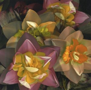 Stan Bowman • <em>Daffodils</em> • Paper print on foam core  • 8“×10“ • $35.00<span class="sold"></span>