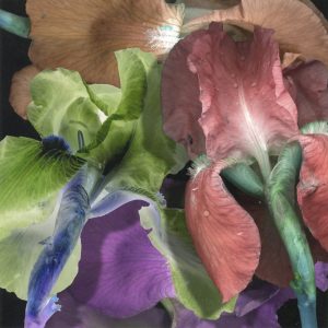 Stan Bowman • <em>Irises</em> • Paper print on foam core  • 8“×10“ • $35.00<a class="purchase" href="https://state-of-the-art-gallery.square.site/product/stan-bowman-irises/561" target="_blank">Buy</a>