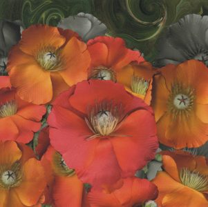 Stan Bowman • <em>Poppies</em> • Paper print on foam core  • 8“×10“ • $35.00<a class="purchase" href="https://state-of-the-art-gallery.square.site/product/stan-bowman-poppies/562" target="_blank">Buy</a>