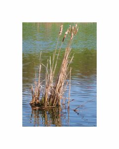 Eva M. Capobianco • <em>Reeds at Cornell Arboretum</em> • Digital print • 8“×10“ • $25.00<a class="purchase" href="https://state-of-the-art-gallery.square.site/product/eva-m-capobianco-reeds-at-cornell-arboretum/551" target="_blank">Buy</a>