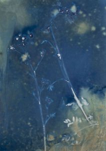 Christine Chin • <em>Invasive Species Cyanotypes: Wild Parsnip (Pastinaca sativa)</em> • Cyanotype photogram • 11“×15“ • $70.00<a class="purchase" href="https://state-of-the-art-gallery.square.site/product/christine-chin-invasive-species-cyanotypes-wild-parsnip-pastinaca-sativa-/590" target="_blank">Buy</a>