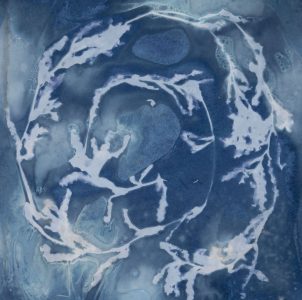 Christine Chin • <em>Invasive Species Cyanotypes: Curly-leaf pondweed (Potamogeton crispus)</em> • Cyanotype photogram • 11“×11“ • $50.00<a class="purchase" href="https://state-of-the-art-gallery.square.site/product/christine-chin-invasive-species-cyanotypes-curly-leaf-pondweed-potamogeton-crispus-/597" target="_blank">Buy</a>