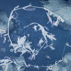Christine Chin • <em>Invasive Species Cyanotypes: Curly-leaf pondweed (Potamogeton crispus)</em> • Cyanotype photogram • 11“×11“ • $50.00<a class="purchase" href="https://state-of-the-art-gallery.square.site/product/christine-chin-invasive-species-cyanotypes-curly-leaf-pondweed-potamogeton-crispus-/606" target="_blank">Buy</a>