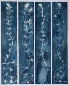 Christine Chin • <em>Invasive Species Cyanotypes: Eurasian Watermilfoil (Myriophyllum spicatum)</em> • Cyanotype photogram • 24“×30“ • $250.00