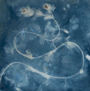 Christine Chin • <em>Invasive Species Cyanotypes: Eurasian Watermilfoil (Myriophyllum spicatum)</em> • Cyanotype photogram • 11“×11“ • $50.00<a class="purchase" href="https://state-of-the-art-gallery.square.site/product/christine-chin-invasive-species-cyanotypes-eurasian-watermilfoil-myriophyllum-spicatum-/607" target="_blank">Buy</a>