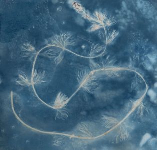 Christine Chin • <em>Invasive Species Cyanotypes: Eurasian Watermilfoil (Myriophyllum spicatum)</em> • Cyanotype photogram • 11“×11“ • $50.00<a class="purchase" href="https://state-of-the-art-gallery.square.site/product/christine-chin-invasive-species-cyanotypes-eurasian-watermilfoil-myriophyllum-spicatum-/608" target="_blank">Buy</a>