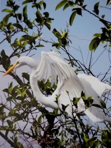 Nancy Ridenour • <em>White Egret in Tree</em> • Digital image • 7“×9“ • $35.00<a class="purchase" href="https://state-of-the-art-gallery.square.site/product/nancy-ridenour-white-egret-in-tree/541" target="_blank">Buy</a>