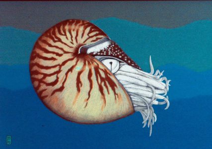 Margy Nelson • <em>chambered nautilus</em> • Digital print • 12“×9“ • $40.00<a class="purchase" href="https://state-of-the-art-gallery.square.site/product/margy-nelson-chambered-nautilus/555" target="_blank">Buy</a>