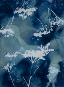 Christine Chin • <em>Invasive Species Cyanotypes: Wild Parsnip (Pastinaca sativa)</em> • Cyanotype photogram • 11“×15“ • $70.00
