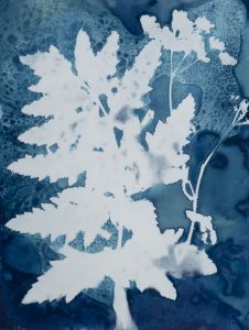 Christine Chin • <em>Invasive Species Cyanotypes: Wild Parsnip (Pastinaca sativa)</em> • Cyanotype photogram • 11“×15“ • $70.00<a class="purchase" href="https://state-of-the-art-gallery.square.site/product/christine-chin-invasive-species-cyanotypes-wild-parsnip-pastinaca-sativa-/594" target="_blank">Buy</a>