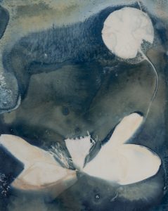 Christine Chin • <em>Invasive Species Cyanotypes: American Lotus: Nelumbo lutea</em> • Cyanotype photogram • 9“×11“ • $70.00<a class="purchase" href="https://state-of-the-art-gallery.square.site/product/christine-chin-invasive-species-cyanotypes-american-lotus-nelumbo-lutea/600" target="_blank">Buy</a>
