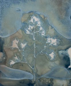 Christine Chin • <em>Invasive Species Cyanotypes: Brittle Naiad (Najas minor)</em> • Cyanotype photogram • 9“×11“ • $70.00<a class="purchase" href="https://state-of-the-art-gallery.square.site/product/christine-chin-invasive-species-cyanotypes-brittle-naiad-najas-minor-/601" target="_blank">Buy</a>