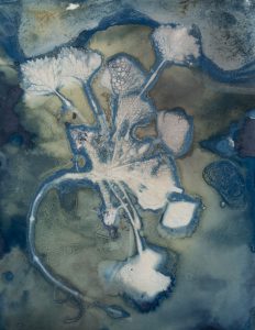 Christine Chin • <em>Invasive Species Cyanotypes: European Water Chestnut: Trapa natans</em> • Cyanotype photogram • 9“×11“ • $50.00<a class="purchase" href="https://state-of-the-art-gallery.square.site/product/christine-chin-invasive-species-cyanotypes-european-water-chestnut-trapa-natans/602" target="_blank">Buy</a>